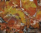 Brilliant, Polished Arizona Petrified Wood Slice - #52850-1